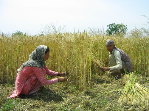 le bl organique du Dr. Sidhu et des travailleurs journaliers.